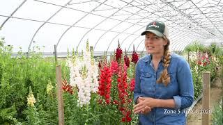 Overwinter Flowers Tunnel : Snapdragons