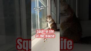 Life at home with famous squirrels #shortsfeed #cute #squirrel #pets #animalvideos