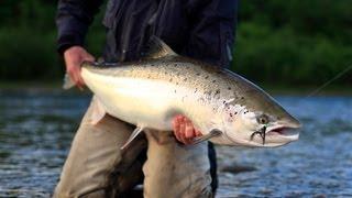 20lb Salmon on the Gaula-Norway HD