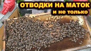 Отводки на покупных маток. Дроблю семьи.