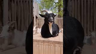 goat vibes #asmr #satisfying #shorts #animals