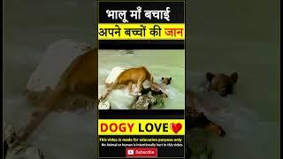 भालू मां कैसे बचाई अपने बच्चे की जान  #shorts #animallove
