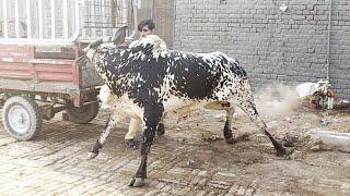 Bachra Control Say bahar Hogya | Phari Wala Maal | Mazhar Biba Official