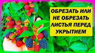 Листья ежевики обрезать или нет перед укрытием на зиму. Нужно ли обрезать листья ежевики осенью.