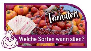 Tomatenanbauen - Aussaat im März von Tomaten - Wann startet man am besten mit Tomaten Voranzucht?