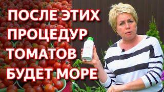 Как получить максимальный урожай томатов. ЗАВЯЖЕТСЯ В 10 РАЗ БОЛЬШЕ ТОМАТОВ ЕСЛИ СДЕЛАТЬ ЭТО!