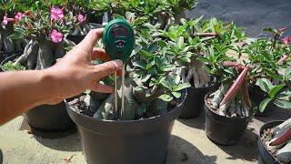 The effect of too much fertilizer on adenium plants. Desert rose plant.