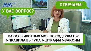 Каких животных можно содержать дома? Правила выгула собак штрафы законы в 2020 AVA Sochi