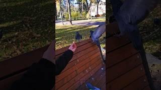 Голодные засранцы ‍️ #pigeon #голуби