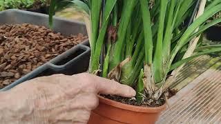 Rinvaso Cymbidium ibrido tutorial