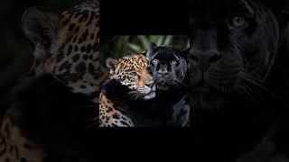 Tiger/black tiger /