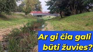 ŽVEJOJU UPELYJE ,KURĮ GALIMA PERŠOKTI! Žvejyba avižadrebiu vidury miesto.