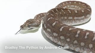 Andrew Recites: Bradley The Python by Andrew Chant