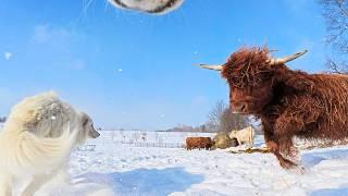 Farm Animals vs. Snow