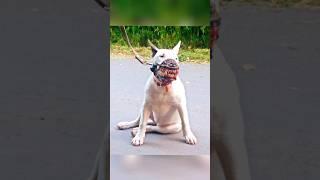 SkinWalker Disguised As Animals ️ PRT-27 #viral #ytshorts