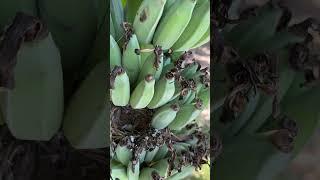 There's a Bird Nest in our Bananas!