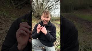 Don’t buy cloves; Pick this! Wood avens.. #foraging #nature #gardening #foragedrops #garden #forager