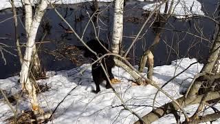 Монгольская овчарка - банхар. Октай в воде увидел бобра. Март 2019 год.