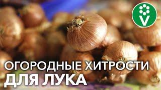 ПОСАДИЛИ ОДНУ ЛУКОВИЦУ, ВЫРОСЛО ДЕСЯТЬ! Эта и другие ХИТРОСТИ выращивания лука