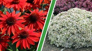 Planting Coneflower Sombrero Sangrita and Transplanting Bundle of Joy Sedum