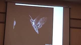 2012 - Daniel - Reverse Engineering of Insect Flight