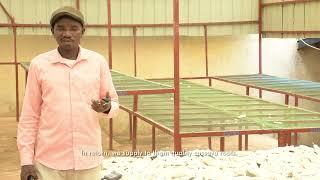 SPARK: Rwanda's Cassava seed multipliers professionalise