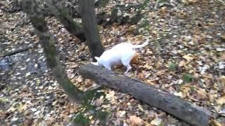 Bull Terrier. Moscow. Autumn. Forest.