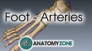 Foot Arteries - 3D Anatomy Tutorial