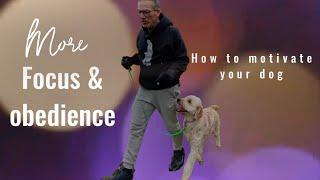 More Focus & Obedience Montreal Dog Trainer Family K9 Dog Training