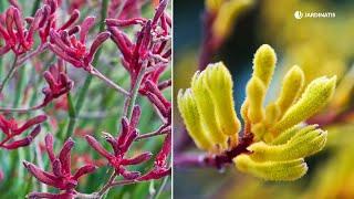 PATA DE CANGURO: La planta de clima mediterráneo que buscas para tu terraza o jardín // Jardinatis