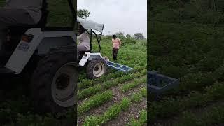 steeltec18 lovers 18 ની જાળી farming #farming #steeltec #farmer