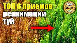 How to revive thuja. Resuscitation of freshly planted thujas. The needles turned yellow.