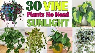 30 Indoor Vine Plants / Low Sunlight Vine climber Plants / Plant and Planting