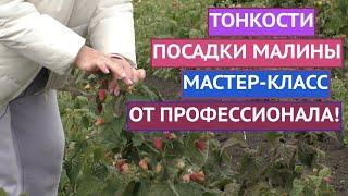 КАК ПРАВИЛЬНО ПОСАДИТЬ МАЛИНУ, ЧТОБЫ ОНА ТОЧНО ПРИЖИЛАСЬ И ДАЛА ОГРОМНЫЙ УРОЖАЙ!