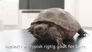 Klar til kæledyr - skildpadde