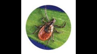 How to Safely Remove a Tick