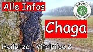 Chaga-Pilze - Schiefer Schillerporling - Heilpilze - Vitalpilze 2 - finden, erkennen, verarbeiten