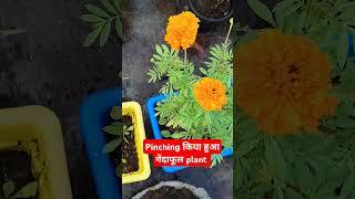 गेंदाफूल को कैसे घना बनाए! #gardening #flowers #marigold #plants #trendingshorts #ytshorts