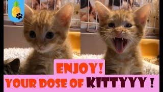  CUTEST KITTY COMPILATION - Nov 15 || A Relaxing Video 