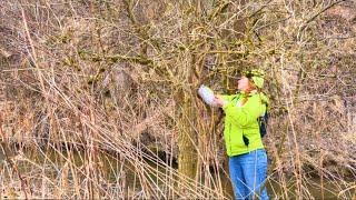 Саркосцифа, перша вітамінна зелень, останні зимові гриби