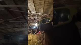 The coolest️ #farm  #farmlife  funny rom.farm tiktok