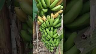 Pisang cavendish masak di pohon