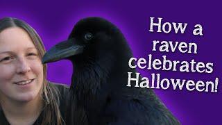 Fable the Raven | Halloween Enrichment Fun!