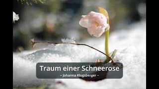 mein Gedicht: Traum einer Schneerose - Johanna Klugsberger | Gedicht zum Lauschen