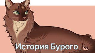 История Бурого(по просьбе kseniiya)/Коты-воители