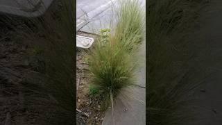 Mexican feathergrass | Why we can't have nice things | PLEASE STOP!