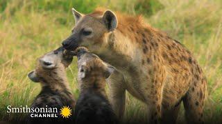 Why Play is the Great Equalizer in Spotted Hyena Society  Animals at Play | Smithsonian Channel