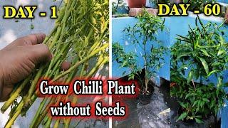 Regrew My Chili Plant from Cuttings and You Can TOO! || Regrow Your Dying Chili Plant in 14 Days