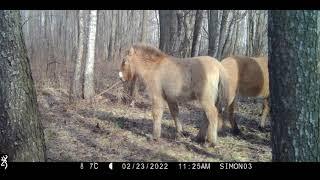 Two months' footage from a Camera Trap in the Chornobyl Exclusion Zone. January - March of 2022