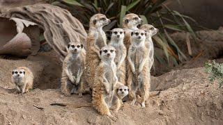 Meerkat Madness at San Diego Zoo